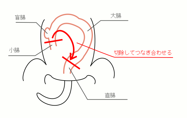 いぬとねこの病気