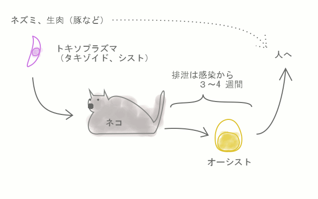 いぬとねこの病気